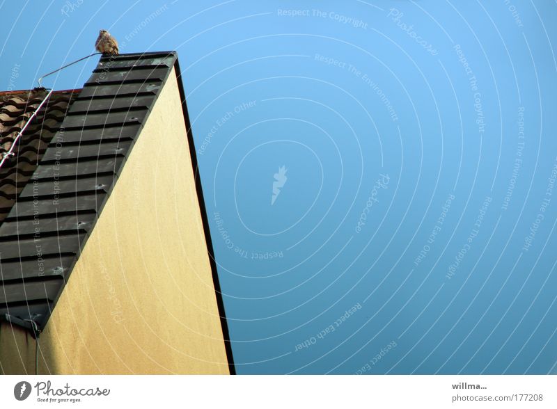 Das dicke Turmfalk-Baby Turmfalke Tierjunges Vogel flügge Rathaus Gebäude Angst Mut Dachgiebel Himmel himmelblau Aussicht Einsamkeit Textfreiraum
