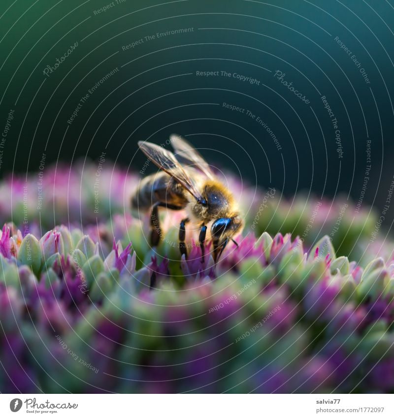 Emsig Umwelt Natur Pflanze Tier Sommer Blume Blüte Wildtier Biene Flügel Insekt Honigbiene 1 Blühend Duft krabbeln Gesundheit natürlich emsig fleißig Sammlung