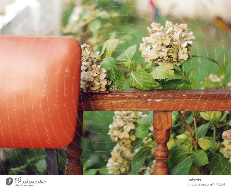 Auf Omas Terrasse Farbfoto Außenaufnahme Menschenleer Tag harmonisch Wohlgefühl Zufriedenheit Erholung ruhig Häusliches Leben Garten Stuhl Natur Pflanze Blume