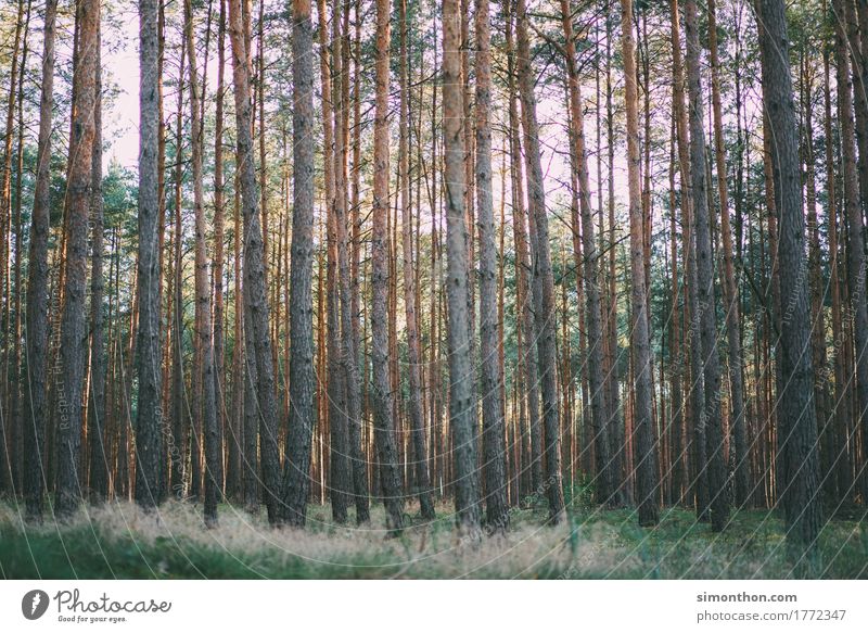 Wald Umwelt Natur Landschaft Pflanze Erde Duft Einsamkeit Erholung erleben Ferien & Urlaub & Reisen Freiheit Frieden Zufriedenheit Hoffnung Horizont Idylle