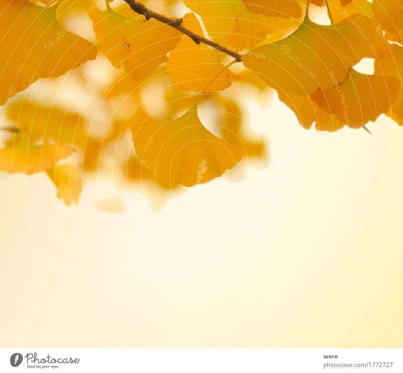 Gingkoblätter Natur Pflanze Herbst Baum Blatt gold Biloba Flora und Fauna Ginkgo Ginkgoaceae Ginkgoales Herbstlaub Herbstfärbung Hintergrundbild Jahreskreislauf