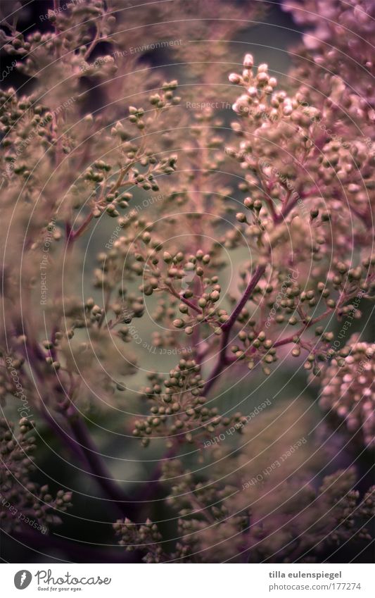 blubberblumen Farbfoto Außenaufnahme Muster Strukturen & Formen Unschärfe Natur Pflanze Sommer Sträucher Grünpflanze natürlich rot bizarr einzigartig entdecken