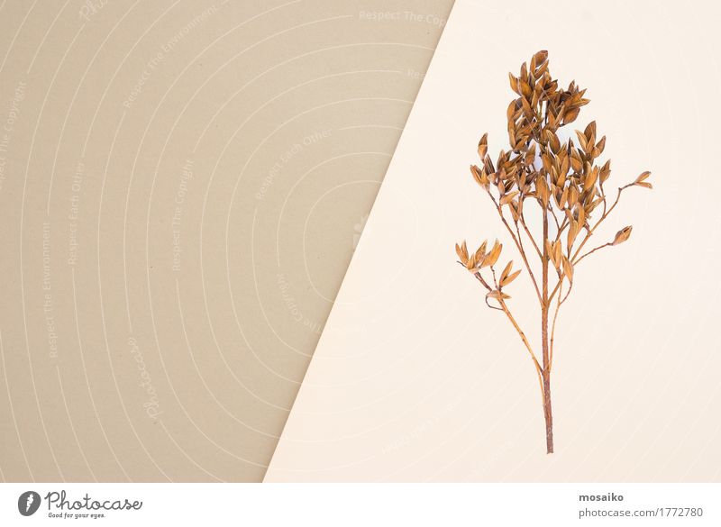 Herbst - Herbarium Lifestyle Stil Design Erntedankfest Bildung Wissenschaften Kunst Umwelt Natur Pflanze Souvenir Sammlung dehydrieren braun grau einzigartig
