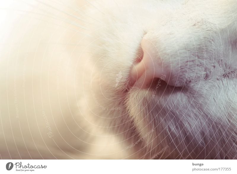 dulces noctes Farbfoto Makroaufnahme Textfreiraum links Schwache Tiefenschärfe Tierporträt Haustier Katze Hauskatze 1 Erholung weich Müdigkeit Trägheit ruhig