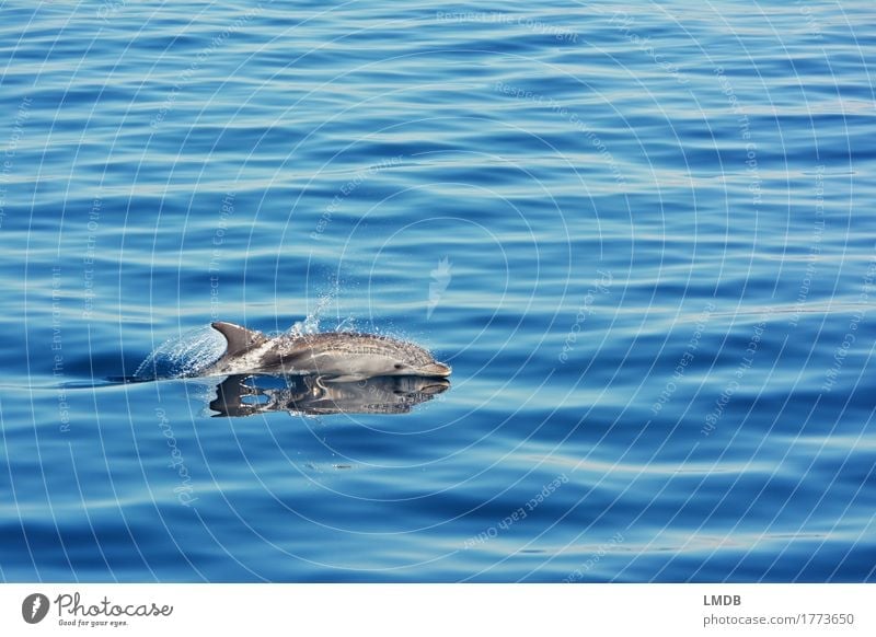 Delphin... Stop Motion 2 Umwelt Natur Wellen Meer Tier Wildtier Delphine 1 Schwimmen & Baden tauchen elegant frei blau Freude Fröhlichkeit Lebensfreude