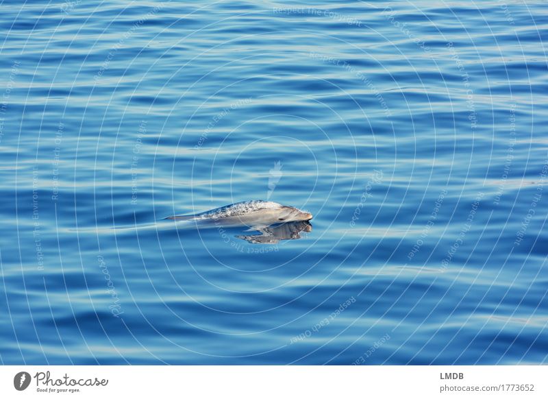 Delphin... Stop Motion 1 Umwelt Natur Wellen Meer Tier Wildtier Delphine Schwimmen & Baden tauchen elegant frei blau Freude Fröhlichkeit Lebensfreude ästhetisch