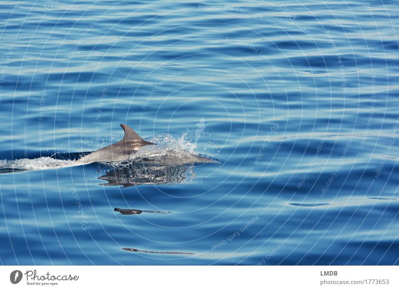Delphin... Stop Motion 4 Umwelt Natur Wellen Meer Tier Wildtier Delphine 1 Schwimmen & Baden tauchen elegant frei blau Freude Fröhlichkeit Lebensfreude