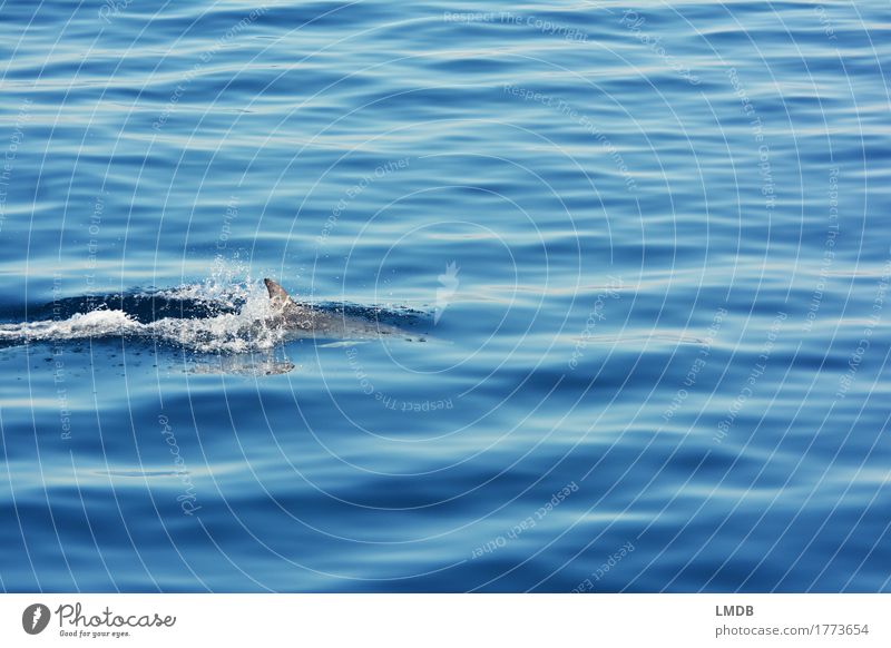 Delphin... Stop Motion 5 Umwelt Natur Wellen Meer Tier Wildtier Delphine 1 Schwimmen & Baden tauchen elegant frei blau Freude Fröhlichkeit Lebensfreude