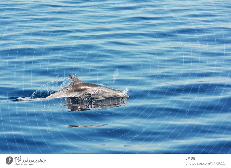 Delphin... Stop Motion 3 Umwelt Natur Wellen Meer Tier Wildtier Delphine 1 Schwimmen & Baden tauchen elegant frei blau Freude Fröhlichkeit Lebensfreude