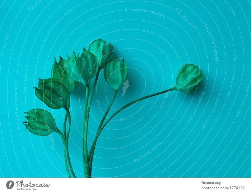 Samenkapsel-Strauß monochrom Pflanze Tulpe ästhetisch außergewöhnlich elegant trocken türkis Optimismus ruhig Beginn Hoffnung Stil Stimmung Surrealismus Umwelt