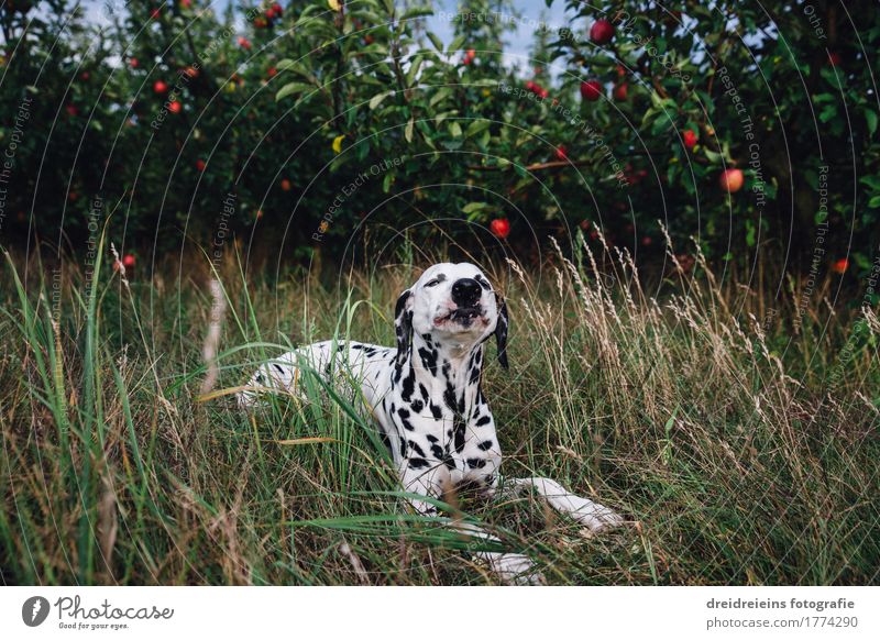 Dalmatiner liegt im Gras und frisst einen Apfel Tier Haustier Hund 1 Essen liegen sitzen frech Freundlichkeit Glück natürlich grün Zufriedenheit Lebensfreude