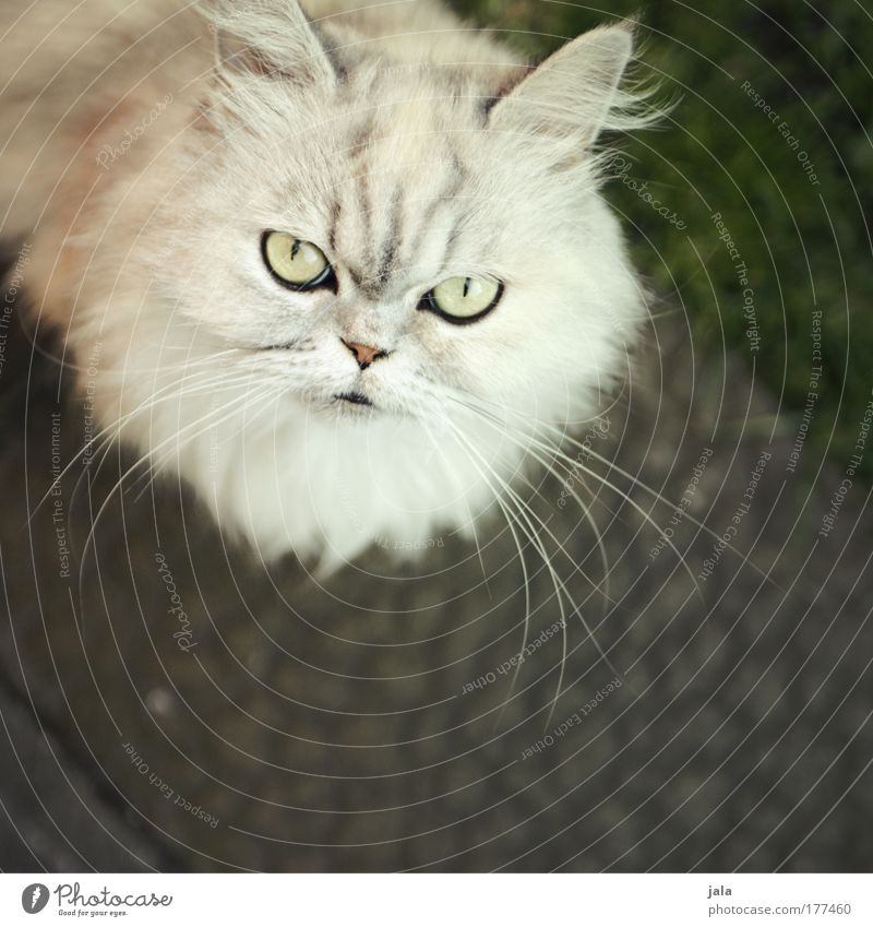 Blofeld's Cat Farbfoto Außenaufnahme Tag Tierporträt Blick Blick in die Kamera Katze Tiergesicht Fell 1 beobachten hören Neugier weiß Auge
