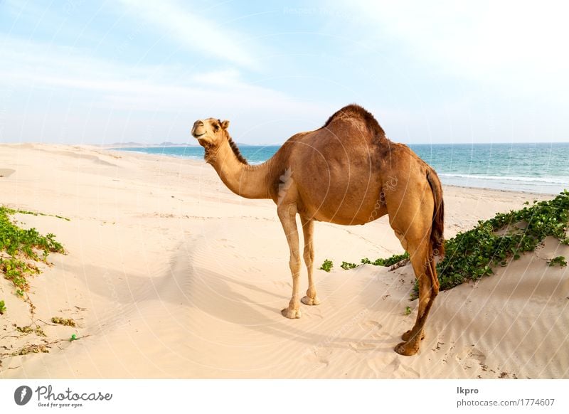 Wüste ein freies Dromedar in der Nähe des Meeres Essen Ferien & Urlaub & Reisen Tourismus Abenteuer Safari Sommer Strand Mund Natur Pflanze Tier Sand Himmel