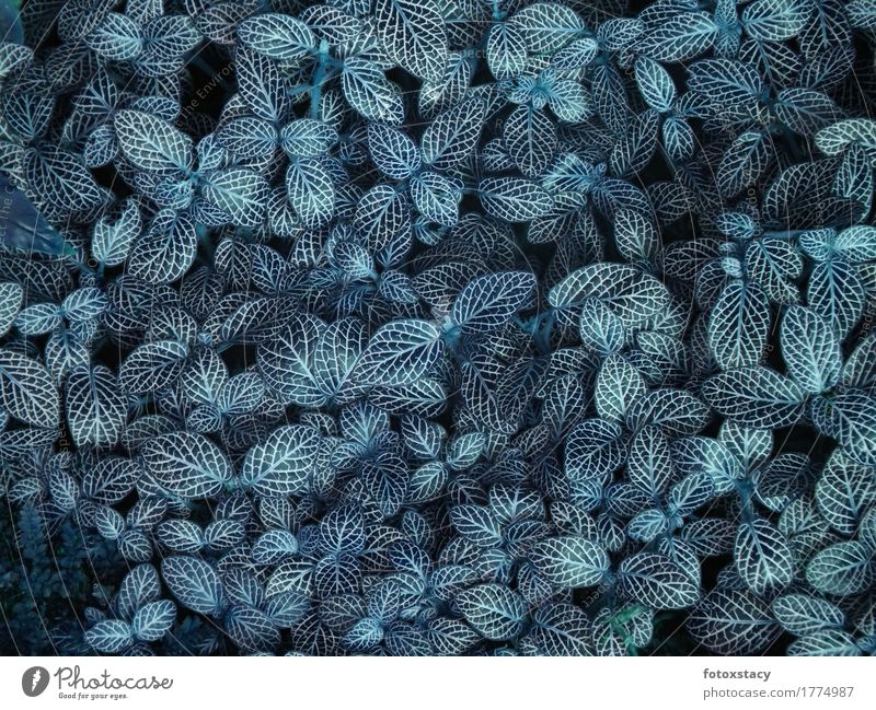 Blätterteppich Pflanze Blatt Grünpflanze exotisch ästhetisch außergewöhnlich trendy weich blau schwarz türkis ruhig träumen elegant Zufriedenheit Kreativität