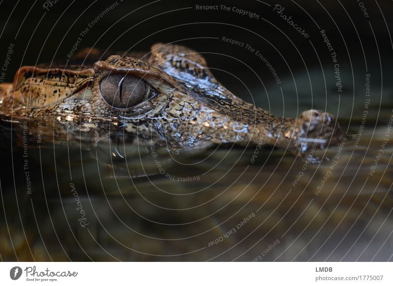 Krokodil - II Umwelt Tier Wasser Wildtier 1 exotisch Neugier schwarz gefährlich Reptil Alligator beobachten bedrohlich Angst Ekel Wasseroberfläche Schuppen