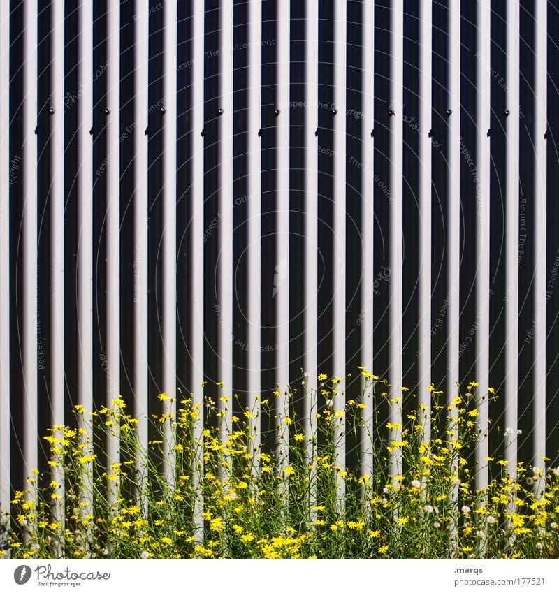 Wildwuchs Farbfoto Außenaufnahme elegant Natur Pflanze Blume Fassade Metall Linie verblüht Wachstum Duft viele gelb grau schwarz einzigartig Ordnung