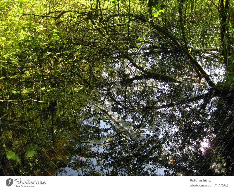ins Wasser gefallen Umwelt Natur Landschaft Pflanze Himmel Klima Schönes Wetter Baum Gras Sträucher Wildpflanze Wald Teich Bach kaputt nass blau braun grün