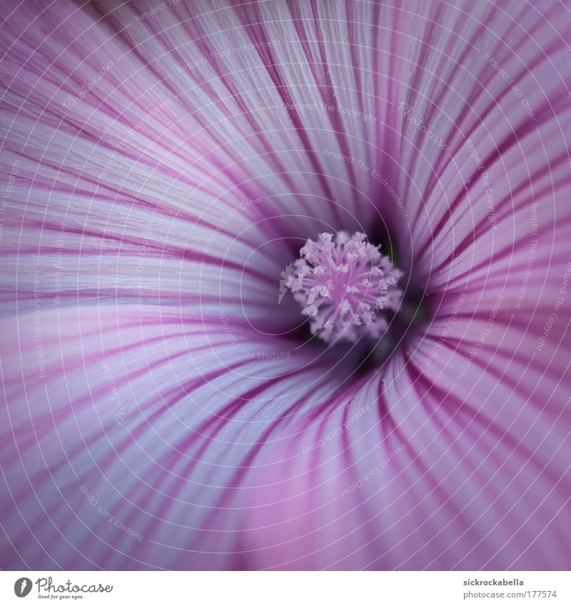 gestreift Farbfoto Außenaufnahme Menschenleer Tag Pflanze Blume Blüte Blühend Freundlichkeit schön violett weiß Fröhlichkeit Streifen Stempel