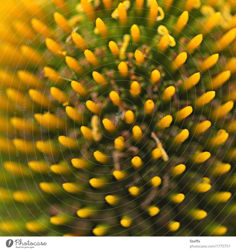 Symmetrie in der Natur Sonnenhut Blume Blüte Blütenstempel Präzision Reihe regelmässig in der Reihe komplex Geometrie Natursymmetrie Komplexität Naturform