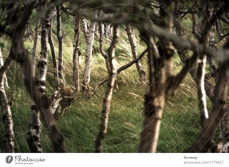 Wäldchen in den Dünen Natur Landschaft Pflanze Sommer Baum Gras Sträucher Wald Nordsee Insel Norderney Gelassenheit geduldig ruhig Birkenwald Farbfoto