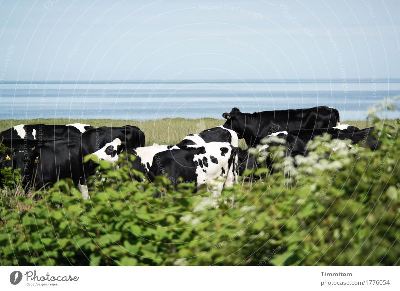 Zusammen halt. Ferien & Urlaub & Reisen Umwelt Natur Pflanze Tier Wasser Gras Sträucher Nordsee Dänemark Nutztier Kuh Tiergruppe stehen blau grün schwarz weiß