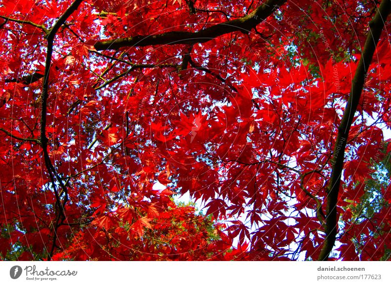 er steht vor der Tür Umwelt Natur Pflanze Herbst Baum Blatt Park Wald rot Farbe Vergänglichkeit Wandel & Veränderung Zeit