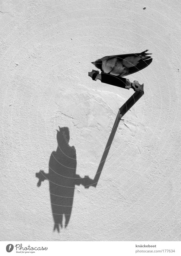 vögel Schwarzweißfoto Außenaufnahme Tag Schatten Kontrast Sommer Mauer Wand Tier Vogel 1 frei