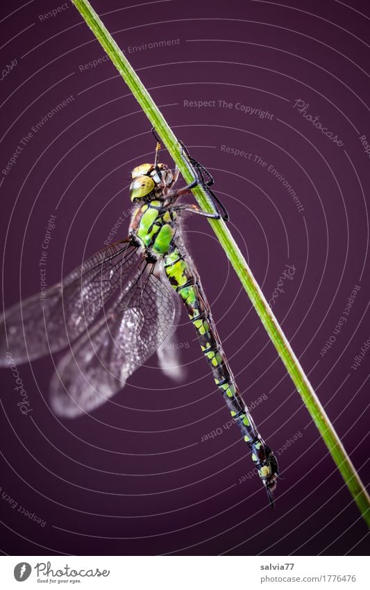 Haltung bewahren Natur Tier Stengel Moor Sumpf Flügel Insekt Libellenflügel Groß Libelle 1 festhalten grün ästhetisch Kraft Blaugrüne Mosaikjungfer Farbfoto