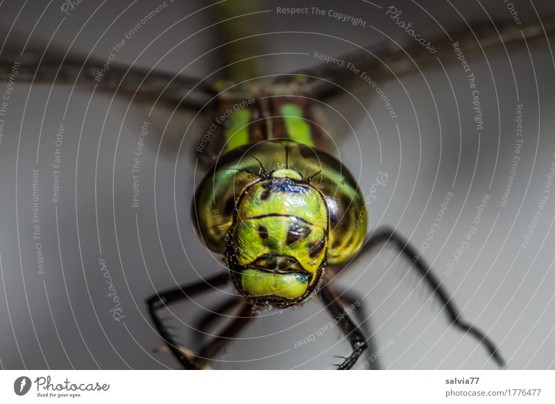 pokerface Natur Tier Moor Sumpf Tiergesicht Flügel Libelle Insekt Facettenauge 1 Jagd außergewöhnlich bedrohlich Coolness nah Geschwindigkeit grau grün