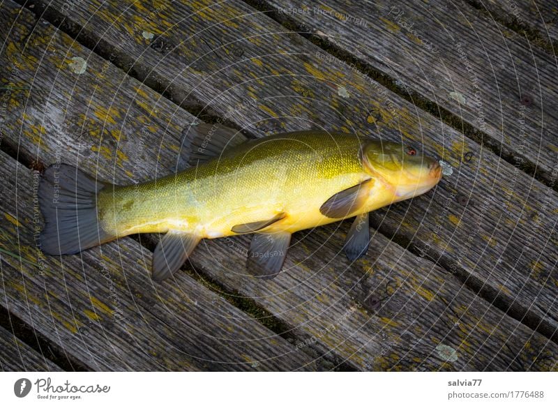 Schleie Angeln Tier See Wildtier Fisch Schuppen Süßwasserfisch 1 Holz frisch nass schleimig gelb grau grün Petri Heil Steg Schneidebrett verwittert Glätte