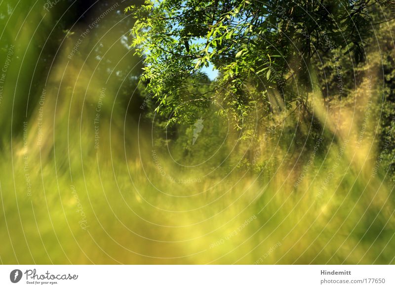 Auf Gras Farbfoto Außenaufnahme Experiment Menschenleer Textfreiraum unten Tag Unschärfe Schwache Tiefenschärfe Froschperspektive Umwelt Natur Pflanze Himmel