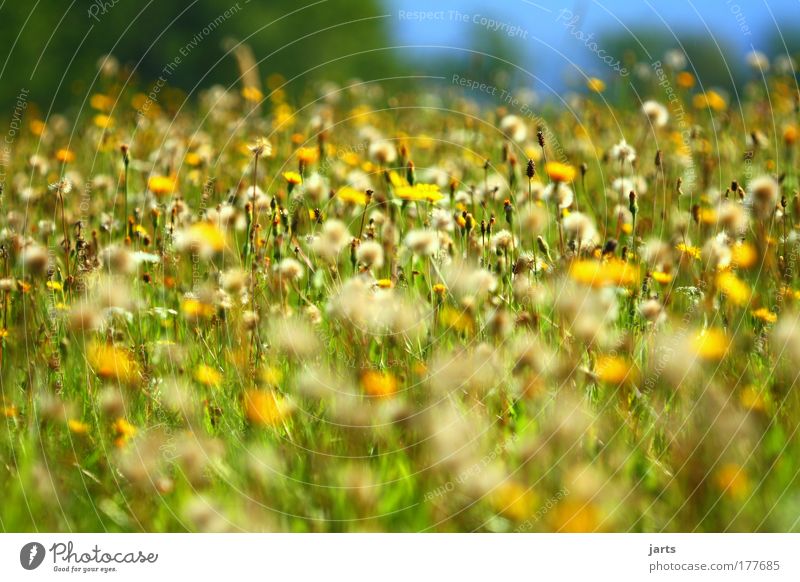 Spätsommer mehrfarbig Menschenleer Licht Sonnenlicht Starke Tiefenschärfe Zentralperspektive Umwelt Natur Landschaft Sommer Herbst Klima Schönes Wetter Gras