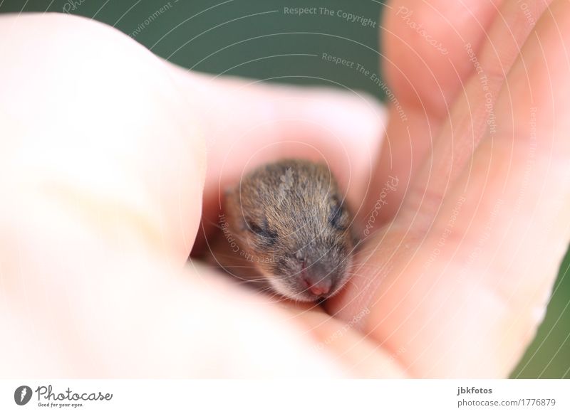 Mäuseretter Lebensmittel Ernährung Umwelt Natur Tier Wildtier Maus 1 Tierjunges einzigartig Hand klein neugeboren Haut blind Fell Katzenfutter Schicksal Nase