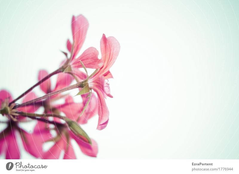 leuchtendes Beispiel Umwelt Natur Pflanze Himmel Frühling Sommer Blume Blüte Garten Blühend ästhetisch hell natürlich schön rosa rot weiß Pelargonie