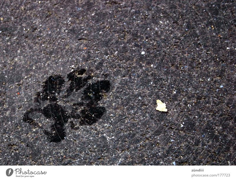 Auf dem Weg Schwarzweißfoto Außenaufnahme Textfreiraum rechts Hintergrund neutral Vogelperspektive Hund Stein Fährte nass Pfote Abdruck Tag