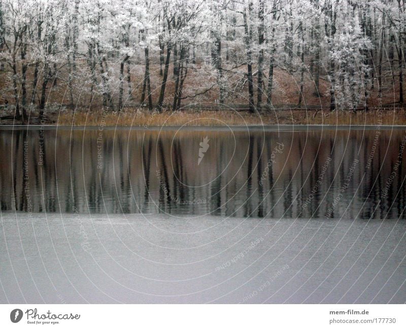 schlachtensee Raureif Winter kalt zugefrohren See ufer Baum frieren bodenfrost überfrierende nässe Landschaft Jahreszeiten
