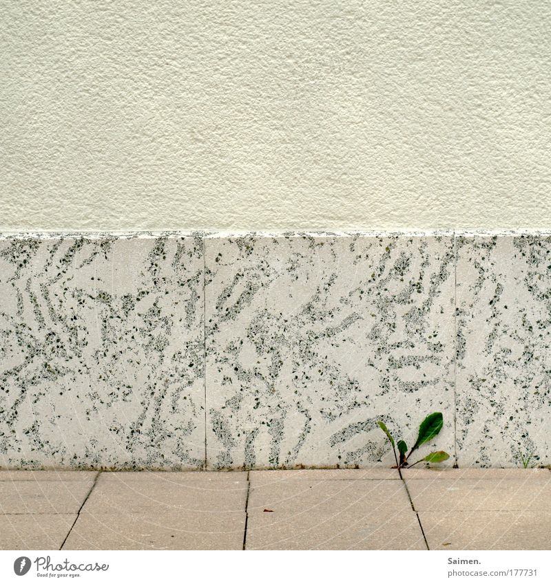 Überlebenskünstler Farbfoto Außenaufnahme Textfreiraum oben Tag Pflanze Blatt Grünpflanze Wildpflanze Mauer Wand Wachstum außergewöhnlich Erfolg frisch hell