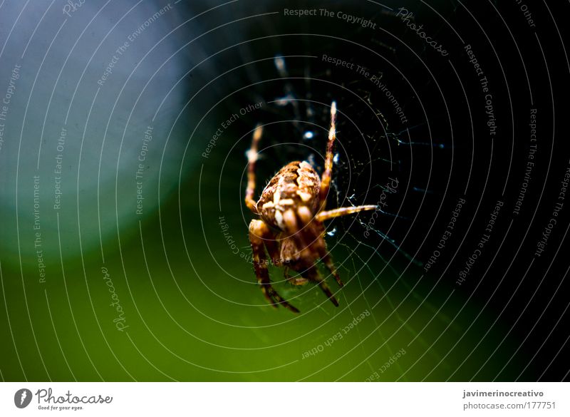 Araneus Farbfoto Außenaufnahme Spinne Angst Tier grün durchsichtig dunkel