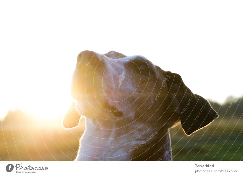 Hund im Gegenlicht Haustier Tierporträt Außenaufnahme Natur Sonne Blick weiß braun weißer Hintergrund Fell Farbfoto Tiergesicht Schnauze Nahaufnahme Hundekopf