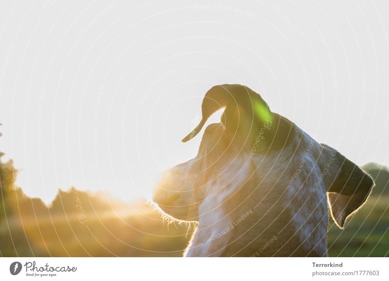 Hund im Gegenlicht Tier Haustier Tierporträt Außenaufnahme Farbfoto abgewandt Hals hundehals Ohren Sonnenfleck weiß braun gefleckt Fell hundefell Schnauze