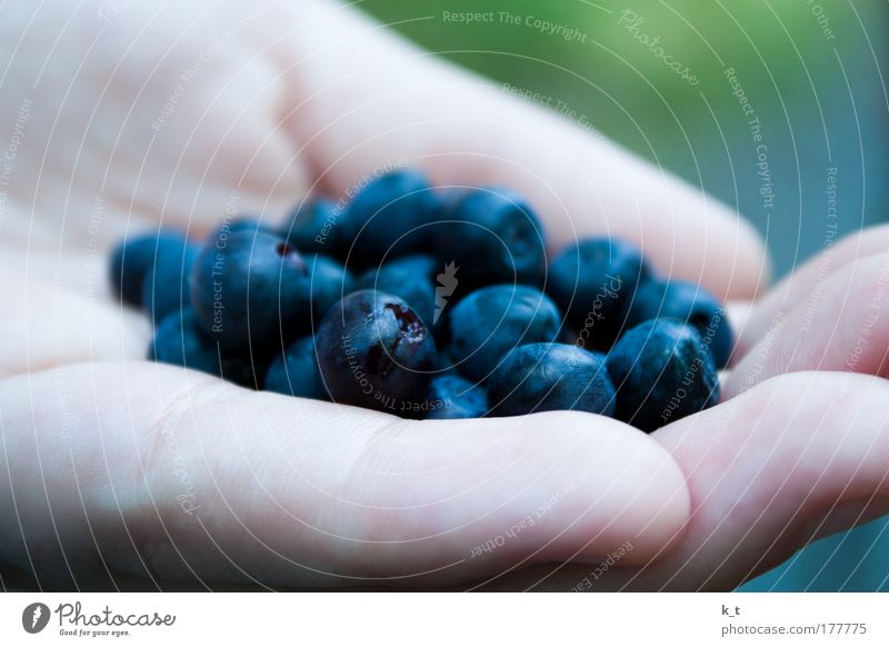 Blåbär Farbfoto Gedeckte Farben Außenaufnahme Nahaufnahme Menschenleer Schwache Tiefenschärfe Lebensmittel Frucht Blaubeeren Bioprodukte Hand entdecken Essen