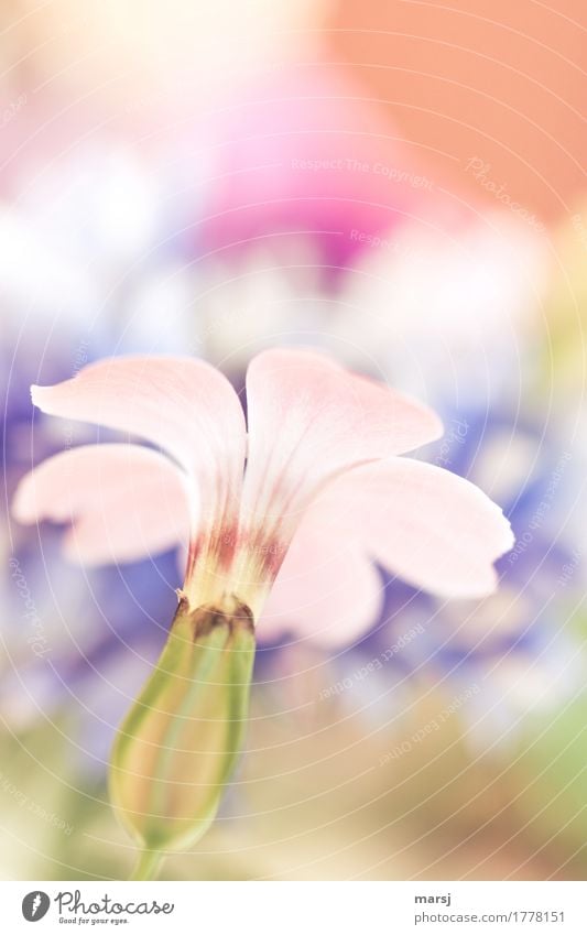 unscheinbar Leben harmonisch Wohlgefühl Pflanze Sommer Blume Blüte Blühend leuchten authentisch einfach elegant Pastellton zart Farbfoto mehrfarbig