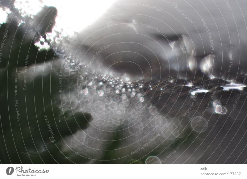 Spinnennetz nach dem Regen | Glitzersuppe Farbfoto Gedeckte Farben Außenaufnahme Nahaufnahme Detailaufnahme Makroaufnahme Experiment abstrakt