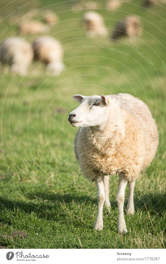 Am I Dolly? Natur Landschaft Pflanze Tier Sonne Sommer Gras Küste Nordsee Deich Nutztier Schaf Schafherde Herde stehen Gelassenheit Fressen Landwirtschaft Wolle