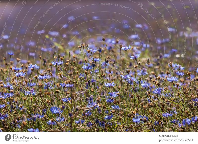 Kornblumen im Gegenlicht Natur Pflanze Feld Erholung Wiese Sonnenlicht blau Sommer Ernte Farbfoto Außenaufnahme Detailaufnahme Zentralperspektive