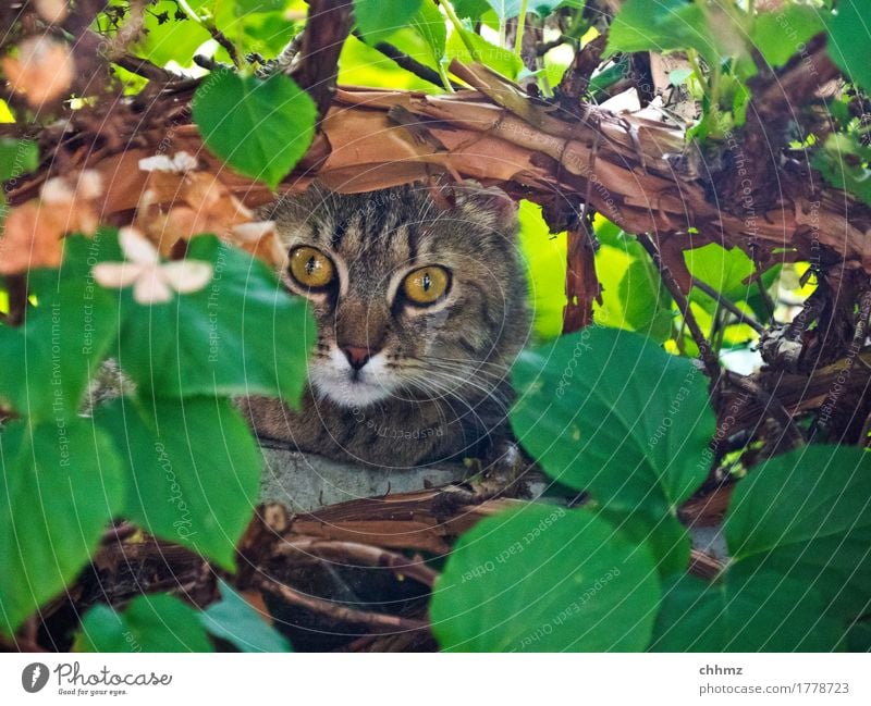 Dschungeltiger Katze Hortensie versteckt verstecken Neugier neugierig Blätter Natur Auge Hinterhalt Tier Blick Fell Haustier niedlich Außenaufnahme beobachten