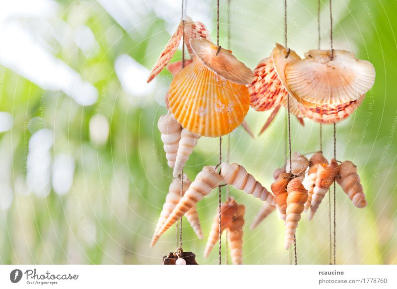 Dekoration aus bunten hängenden Muscheln. Dekoration & Verzierung Seil Natur Souvenir gelb grün Muschelschale erhängen farbenfroh Hintergrund orange