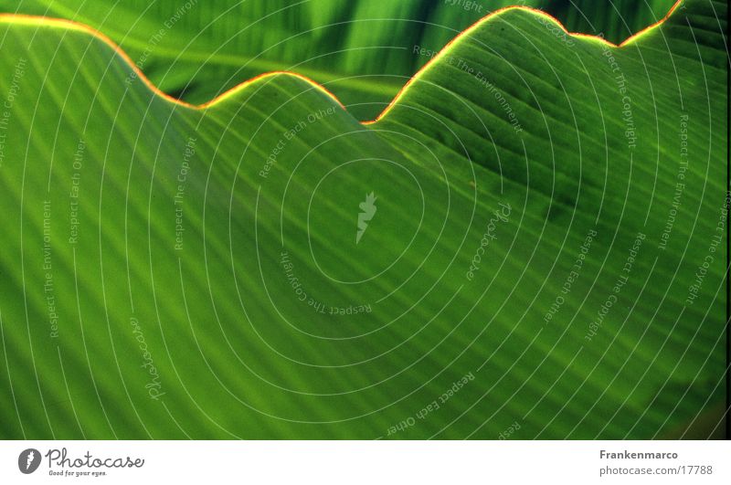 Grueneblattwelle Blatt Wellen grün Oberfläche