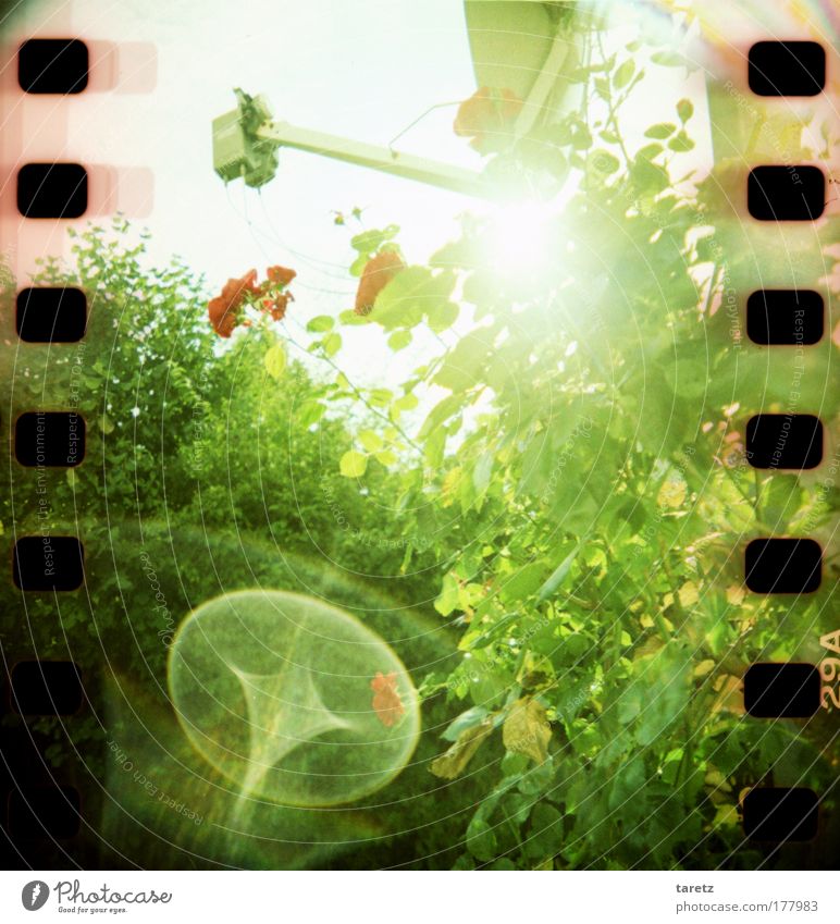 Kosmische Strahlung Unterhaltungselektronik Pflanze Sonne Sommer Schönes Wetter Blume Sträucher Rose Satellitenantenne hell grün rot Energie Filmperforation