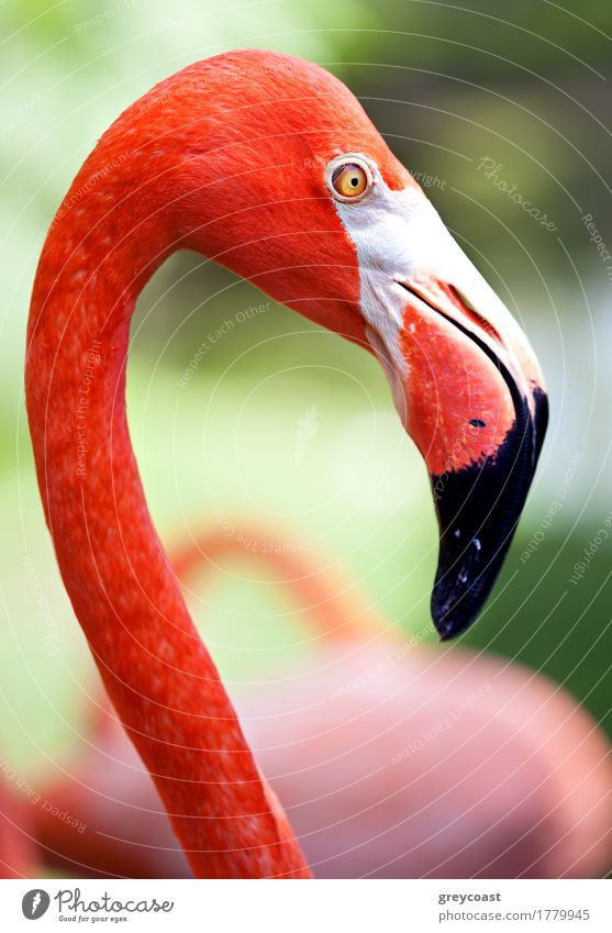Nahaufnahme von schönen und anmutigen amerikanischen Flamingo auf unscharfen grünen Hintergrund exotisch Umwelt Natur Tier Vogel 1 rosa rot Farbe Amerikaner